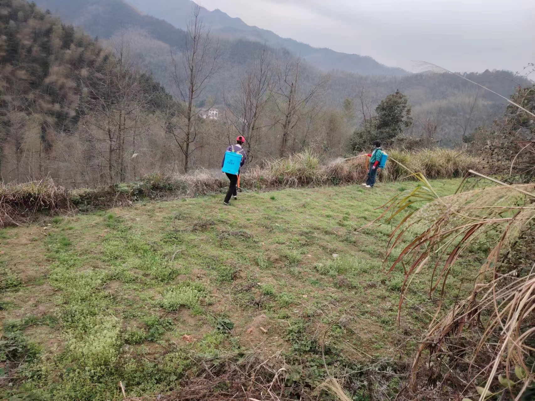 双牌何家洞镇：抢抓农时 大豆玉米带状复合种植播种忙.jpg